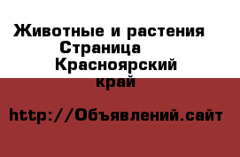  Животные и растения - Страница 13 . Красноярский край